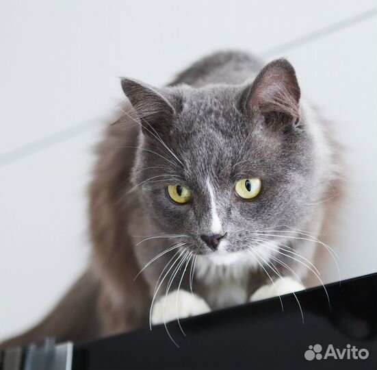 Котики Пушок и Сёма ищут дом