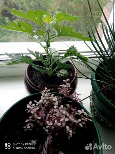 Спатифиллум и другие