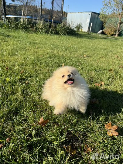 Помераночка