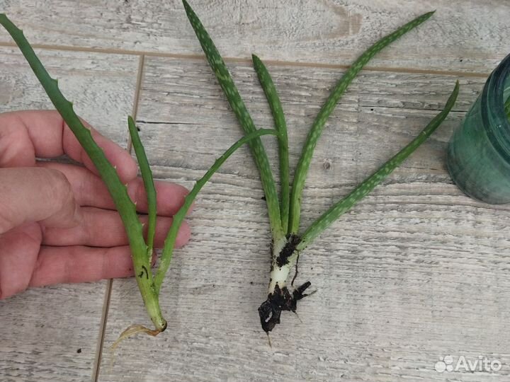 Грунт для орхидей, горшки, алоэ