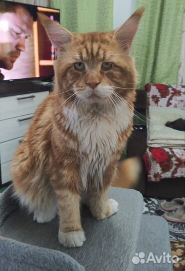 Котята мейн-кун