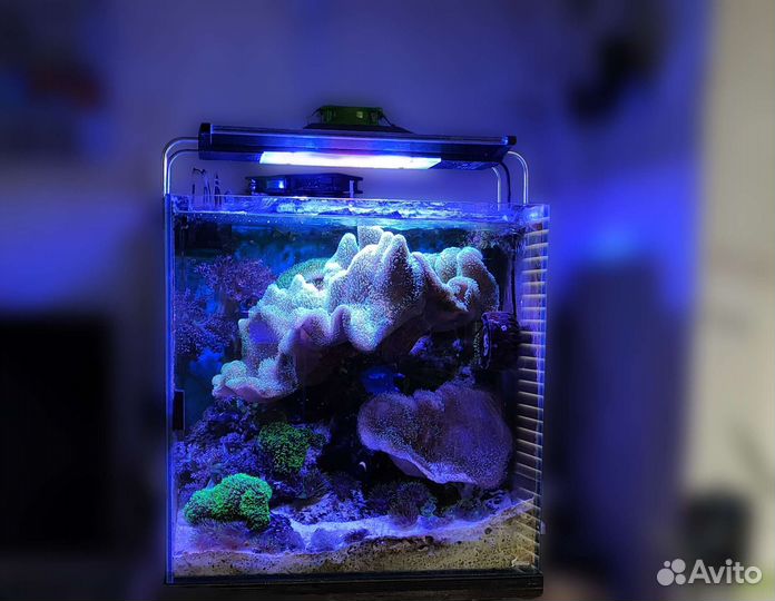 Морской аквариум 100 литров