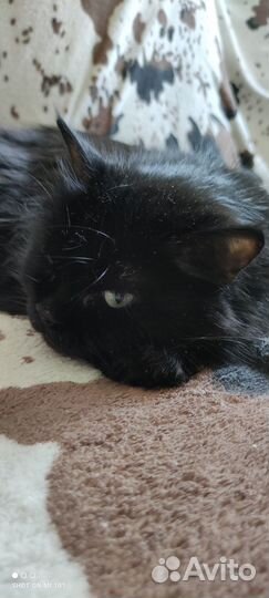 Кошечка в добрые руки