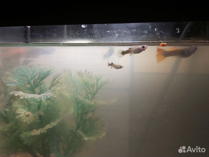 Рыбки гуппи