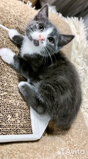 Малек-матылек