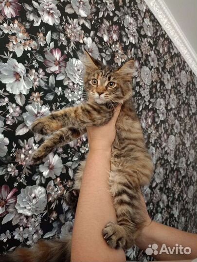 Котята Мейн-кун