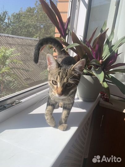 Котик в добрые руки