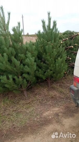 Сосна живая опт