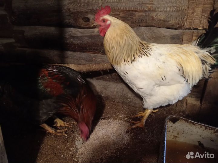 Куры петухи