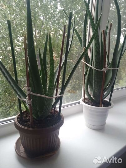 Алоэ вера растение