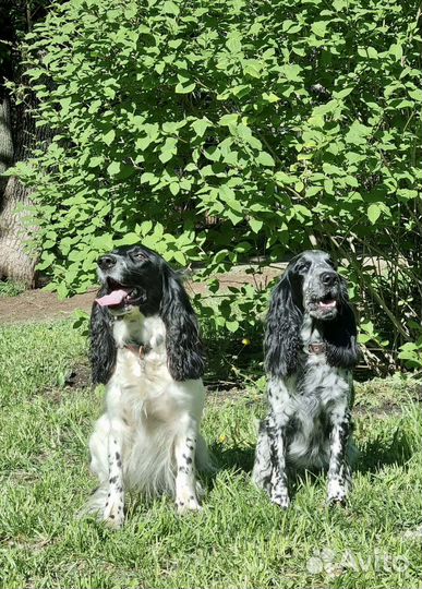 Русский охотничий спаниель щенки