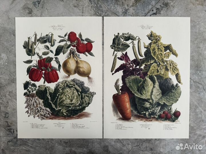 Репродукция. Овощи 3. Европа