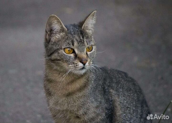 Котик в добрые руки