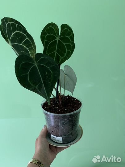 Антуриум кларинервиум