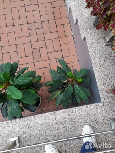 Комнатные цветы шефлера