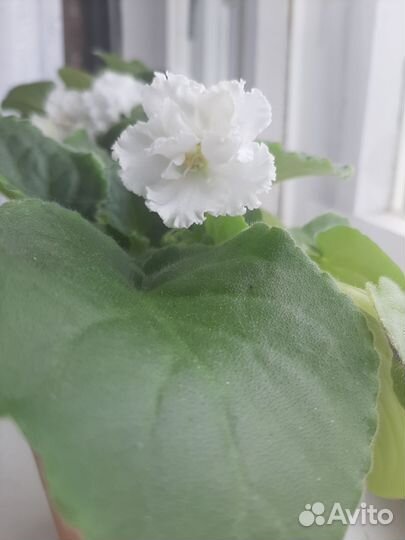 Фиалка букет невесты