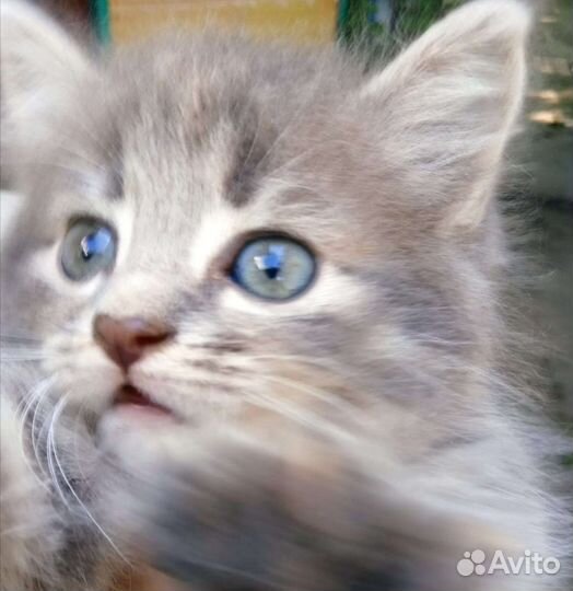 Кошки в добрые руки