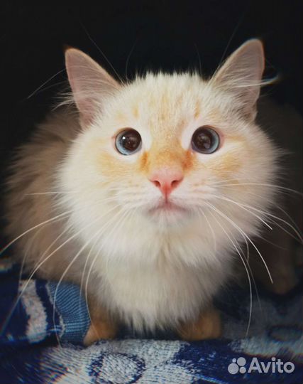 Котята бесплатно