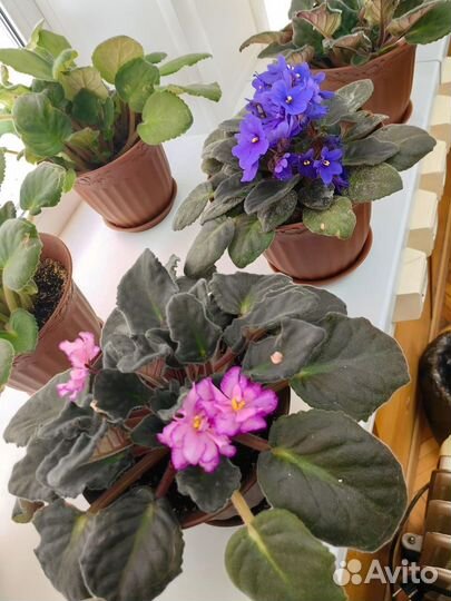 Цветы в горшках фиалка