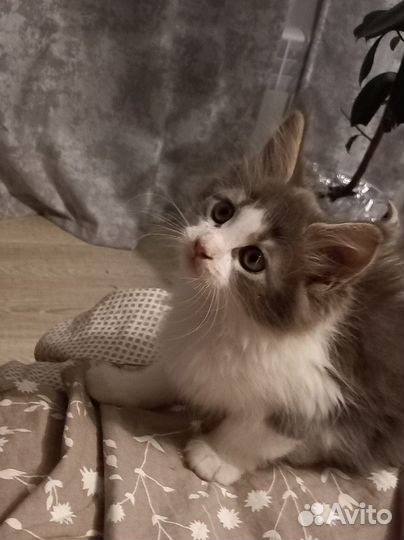 Котята мейн-кун