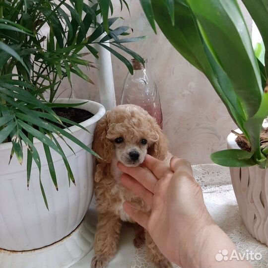 Щеночек той-пудель девочка