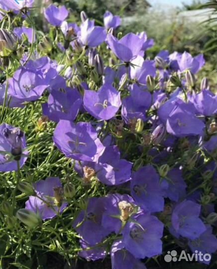 Многолетники