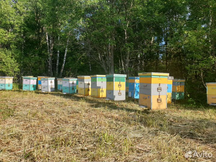 Цветочный и Гречишный Башкирский Мед 2023