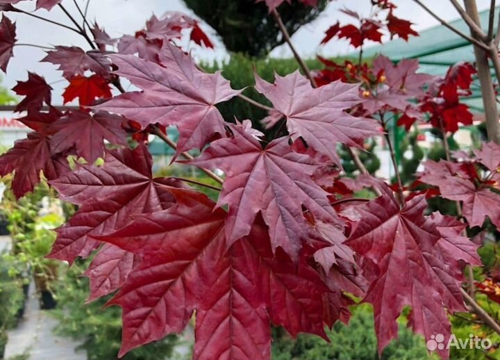 Клен канадский