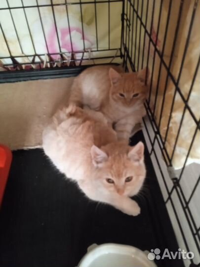Спасенные котята