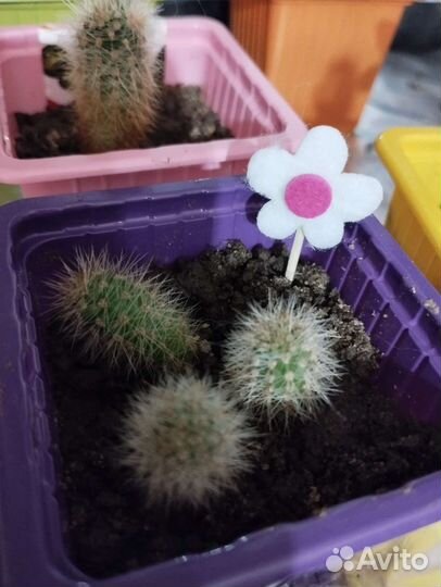 Кактус бесплатно