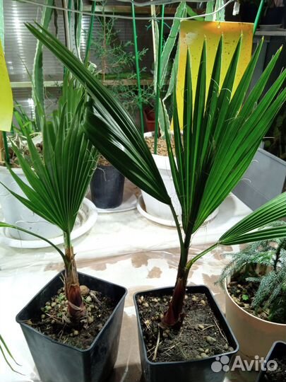 Пальмы каллистемон каллиандра питахайя