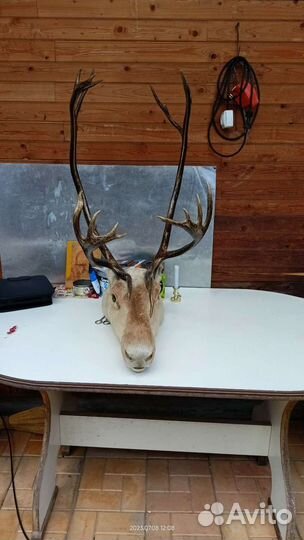 Чучело головы оленя