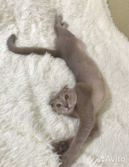 Котик Симба в добрые руки