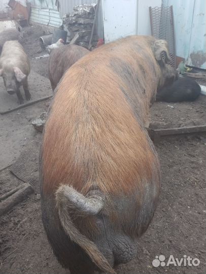 Хряк на племя