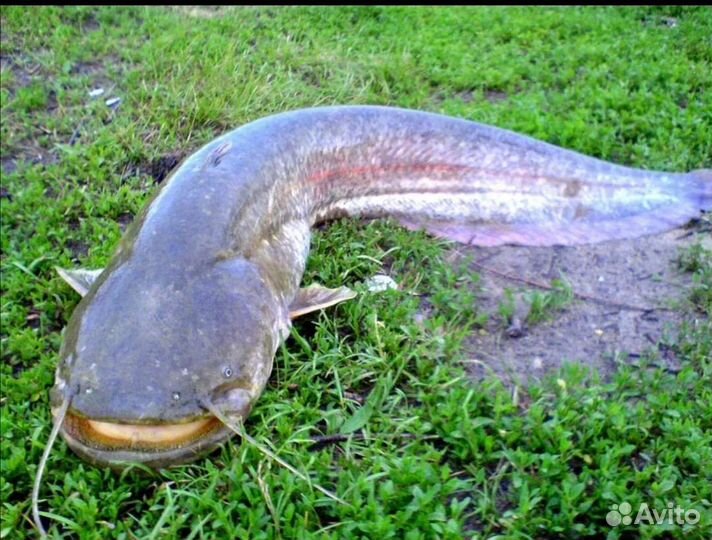 Рыба свежемороженая.Судак,сазан,щука,карась,сом