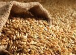 Зерно пшеница,ячмень,зерносмесь,горох