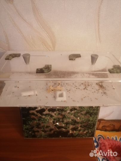 Муравьиная ферма