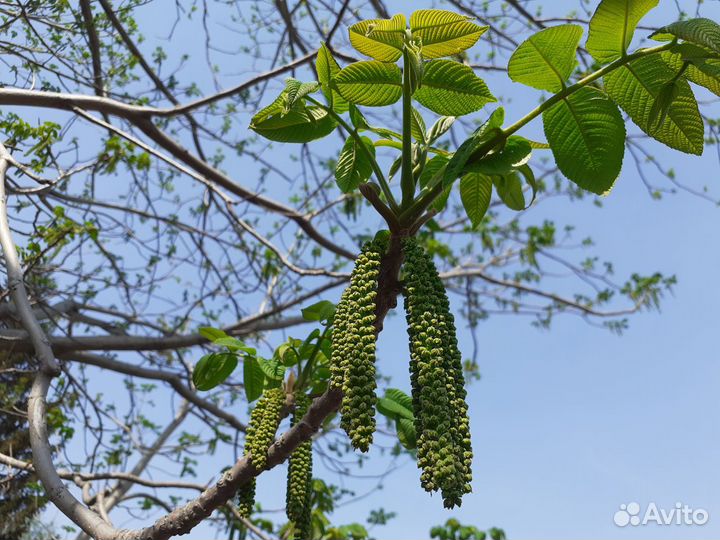 Саженцы маньчжурского ореха