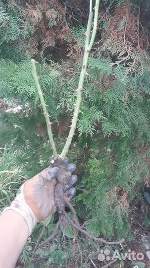 Розы для сада, Солнеч