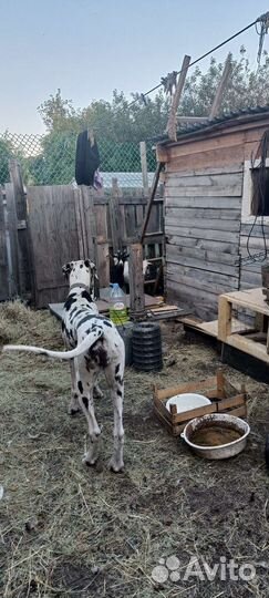 Передержка собак и кошек