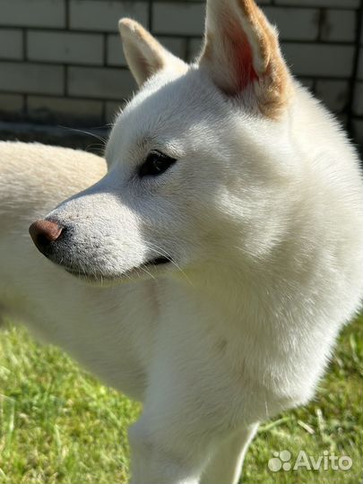 Вязка сиба ину щенки