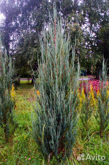 Можжевельник скальный, скальник