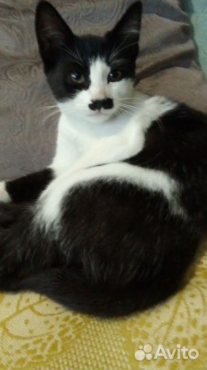 Отдам в добрые руки