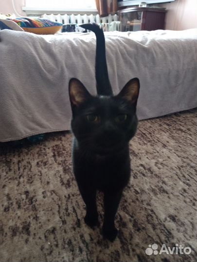 Котоняня / няня для кошки