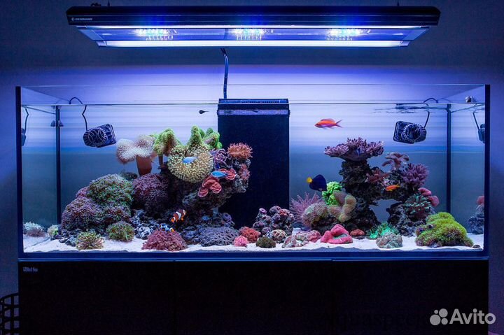 Морские рыбки, Морские Аквариумы, Обслуживание