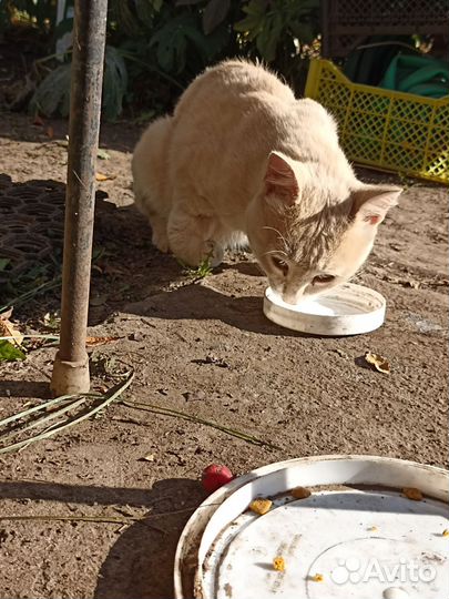 Кот в добрые руки