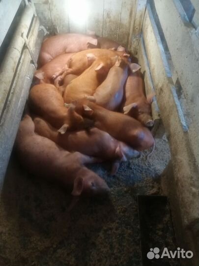 Поросята