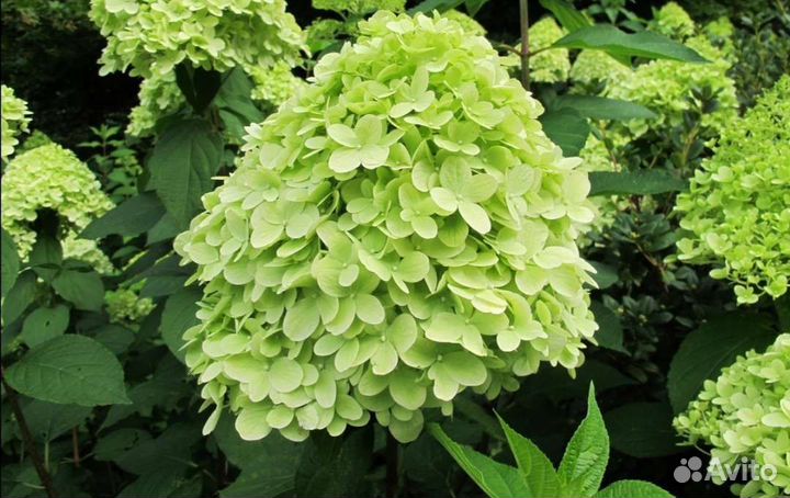 Гортензия метельчатая Mojito