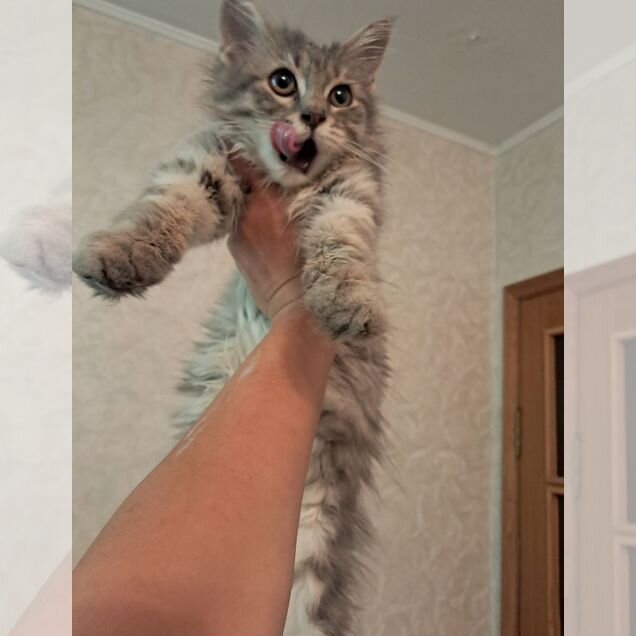 Котёнок в добрые руки
