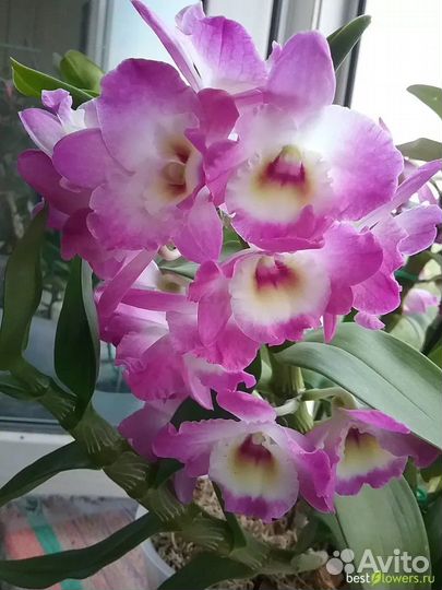 Дендробиум орхидея 12д